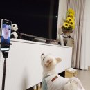 세이브독 이미지