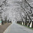 송광사&벚꽃길 이미지