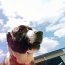 자연목장 이미지