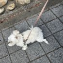 내개로와 이미지