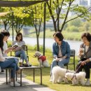 펫 어디가시개 이미지