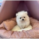 도그마루 고양이 강아지 무료분양 이미지