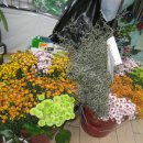 팔도화원 이미지