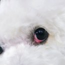 인천 24시 스카이동물메디컬센터 | 일요일 진료 동물병원 인천 구월동 24시 동물병원 스카이동물메디컬센터