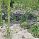 김주일농장 이미지