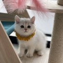 김포고양이가정분양 라라캣츠 이미지