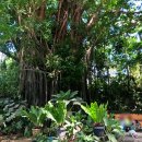 올드 트리 이미지