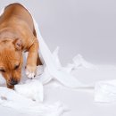 24시청주나음동물메디컬 이미지