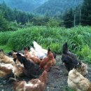 어울림농장 이미지