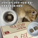 네모전자 | 고양이 자연식 화식 추천 네모밥 기호성 후기
