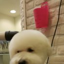 파우 동물병원 이미지