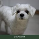 파리바게뜨 산내점 | 파주동물병원 운정산내동물병원 진료비 및 검사 내용 체크리스트