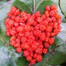 선흘하루 이미지