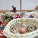 꽃개와꽃냥