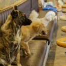 놀멍애견펜션 이미지