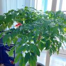 해피트리 이미지