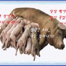 생꿀 꿈풀이 대백과 - 돼지들이 많이 모여있는 꿈 이미지