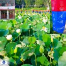 일주문매점 | 2026년 7월중순의 봉선사 연꽃축제 연꽃상황,국보지정 봉선사동종-수산물전문가 꼼꼼후기