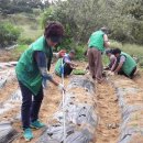 사랑의농장 이미지