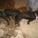 맥코이 켄넬 이미지