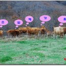 소나라축산 이미지