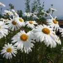 금지면 택촌마을 이미지