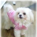 프린세스 말티즈 이미지