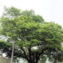 덕산리새마을