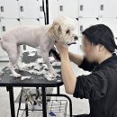 논산애견 이미지