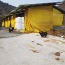 솔미축산 네이버블로그