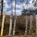 서천 마량리 동백나무 숲 이미지