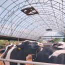 율리목장 이미지