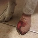 우람동물병원 이미지