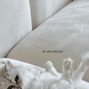 조으냥 이미지