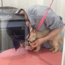 굿데이몽