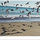 갈매기의 꿈 이미지