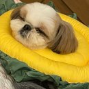 이츠펫 본점 이미지