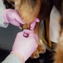 횡성동물병원 이미지