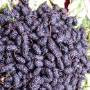 뽕나무집 이미지