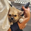 몽구리DOG 이미지