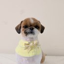 마이미미 반려견미용실 이미지