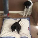 고양이 자리 이미지