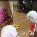 잘어울리개 이미지