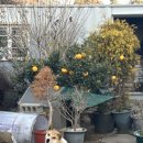 신효동-31 | 제주여행기록2: 2/1 펜션-신효동 산책-토스트 트럭-윗세오름 실패ㅠ-펜션-산방산 유채꽃밭-사계해안...