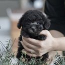 버디독 강아지분양 안심분양센터 서울 영등포점 이미지