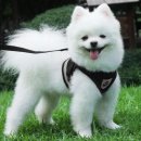 산책