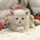 인천고양이분양 도레미캣 | 인천고양이분양 가정집에서 성장한 아이들 만나기 도레미캣