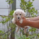 퍼피 비비드 이미지