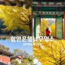 함안향교 | [경남/함안]함안향교 은행나무 애견동반 후기