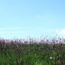 동양목초 이미지